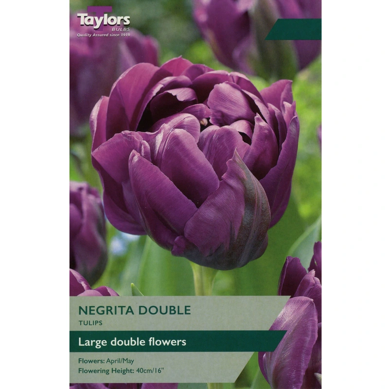 Taylors Tulip Negrita Double