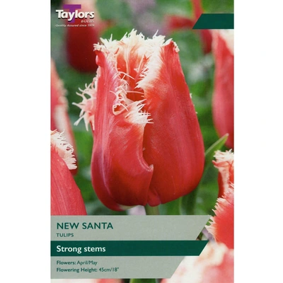 Taylors Tulip New Santa