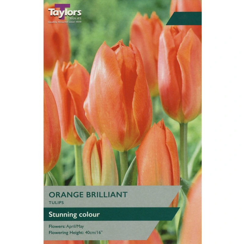 Taylors Tulip Orange Brilliant