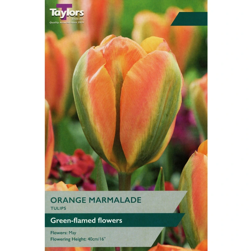 Taylors Tulip Orange Marmalade