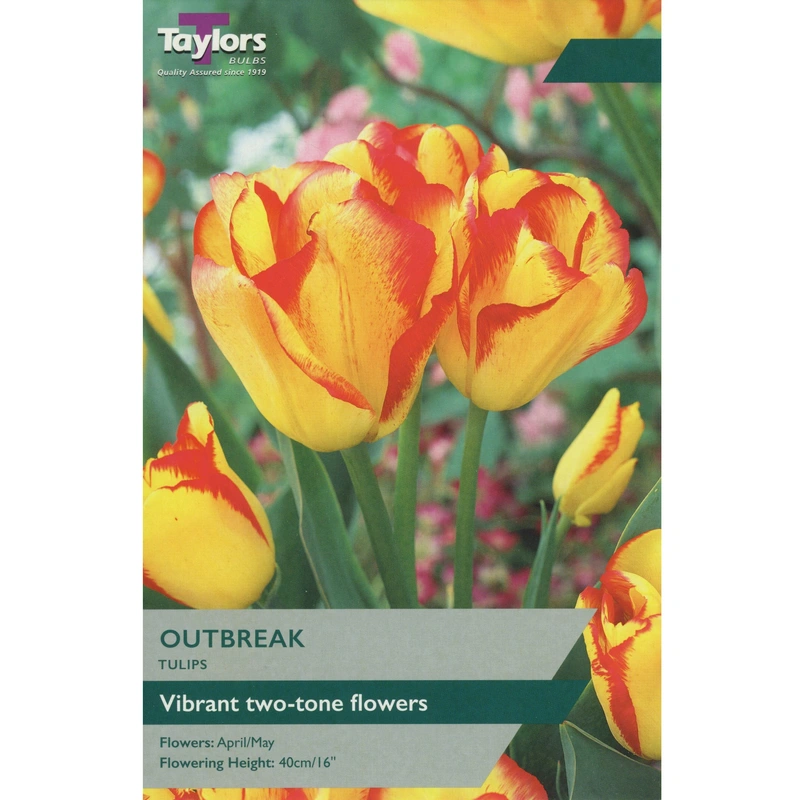 Taylors Tulip Outbreak