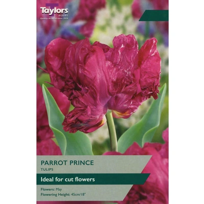 Taylors Tulip Parrot Prince