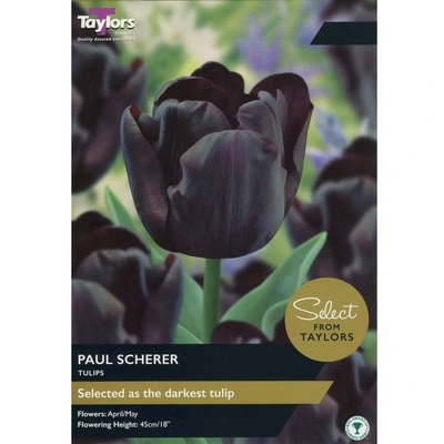 Taylors Select Tulip Paul Scherer