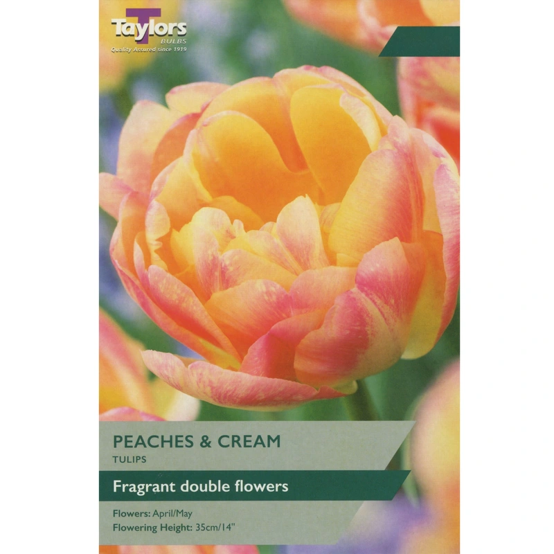 Taylors Tulip Peaches & Cream