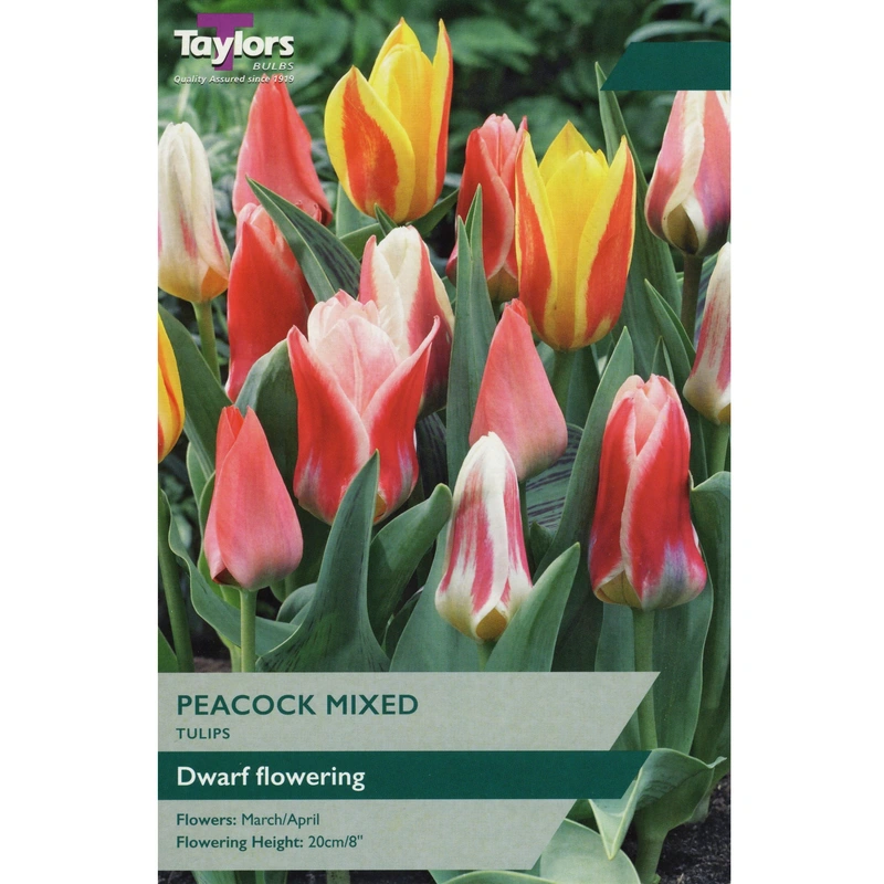 Taylors Tulip Peacock Mixed