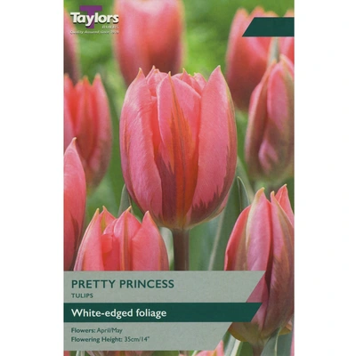 Taylors Tulip Pretty Princess