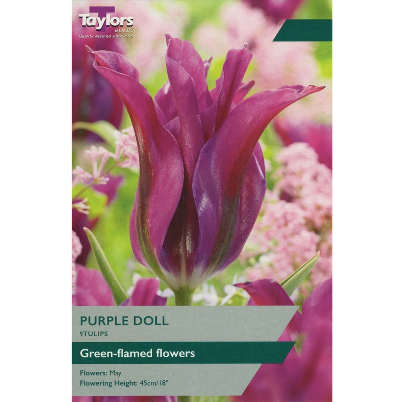 Taylors Tulip Purple Doll