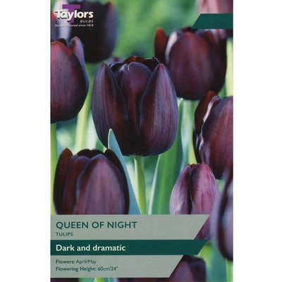 Taylors Tulip Queen Of Night