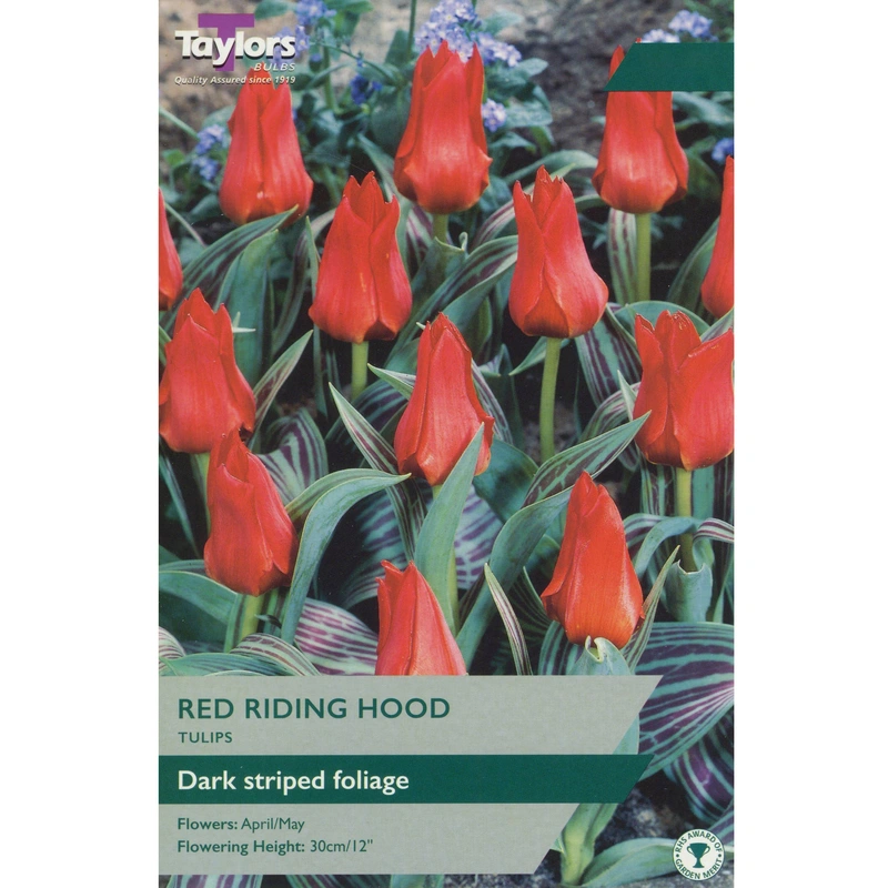 Taylors Tulip Red Riding Hood