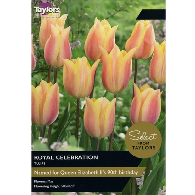 Taylors Select Tulip Royal Celebration