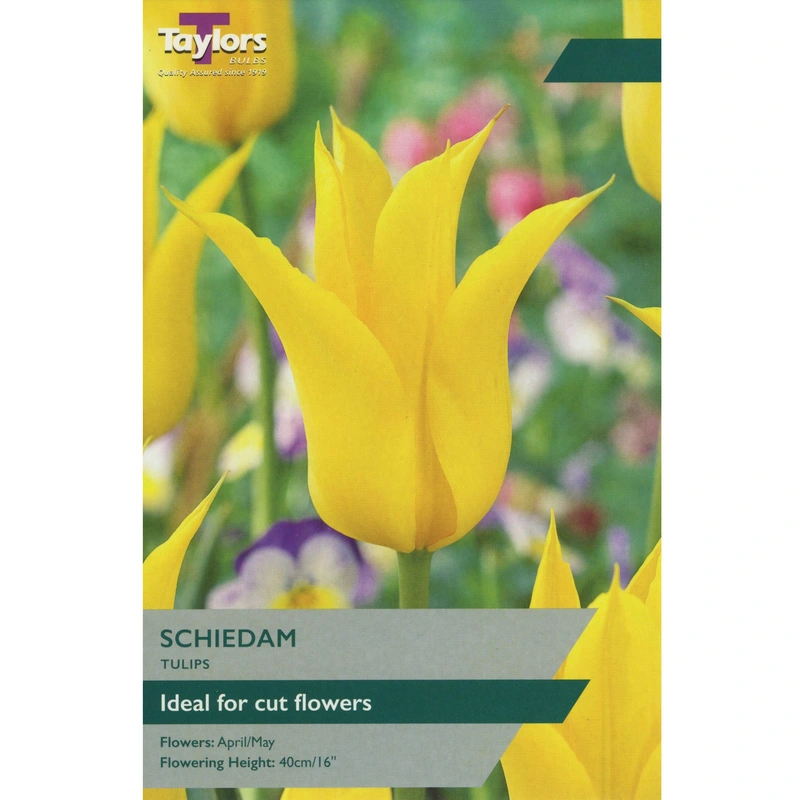 Taylors Tulip Schiedam