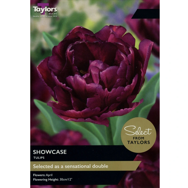 Taylors Select Tulip Showcase