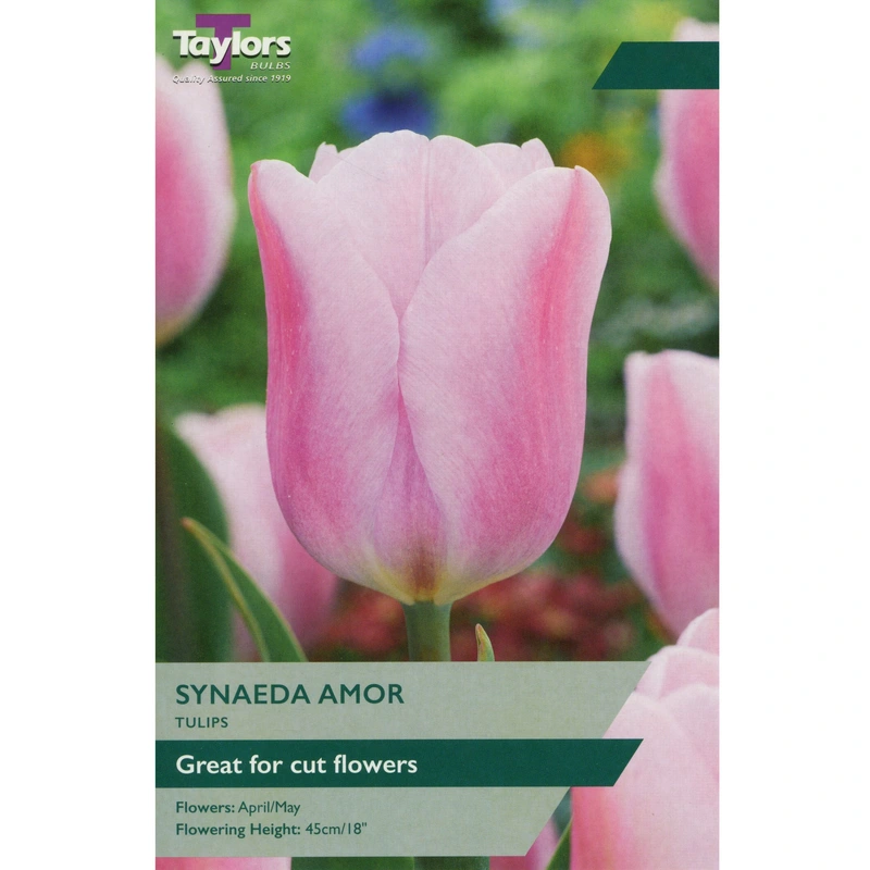 Taylors Tulip Synaeda Amor