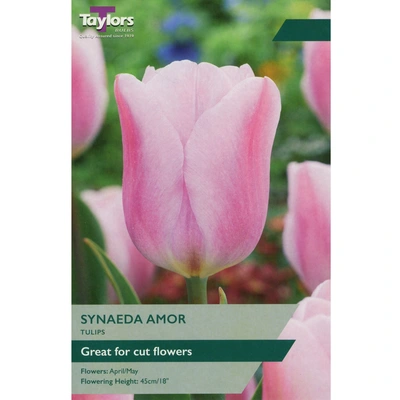 Taylors Tulip Synaeda Amor