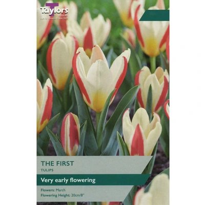 Taylors Tulip The First