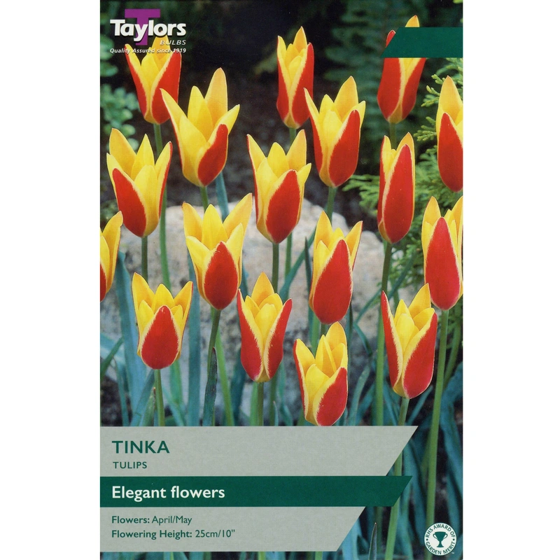 Taylors Tulip Tinka