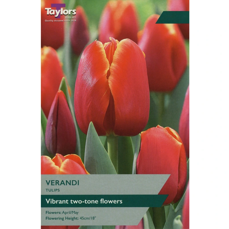 Taylors Tulip Verandi