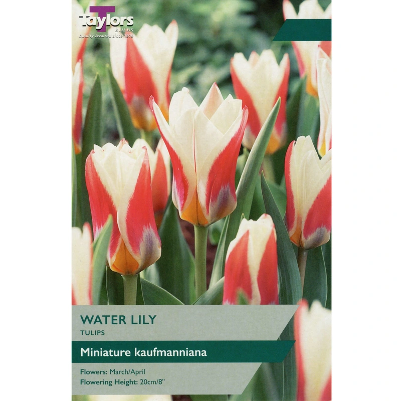 Taylors Tulip Water Lily