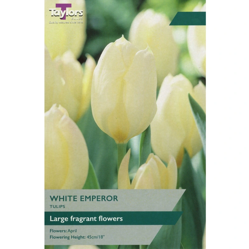 Taylors Tulip White Emperor