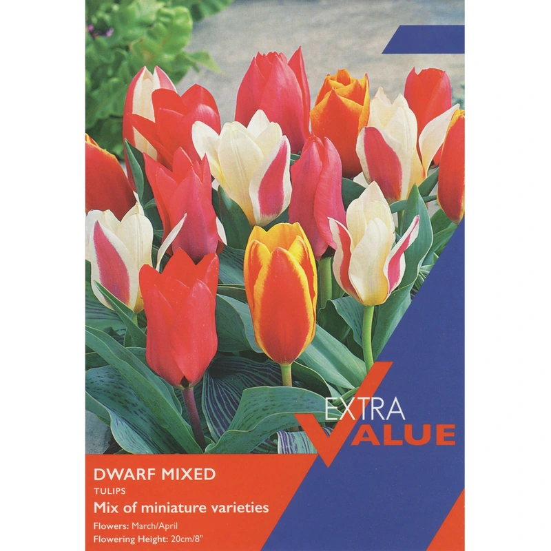 Taylors Extra Value Tulips Dwarf Mixed