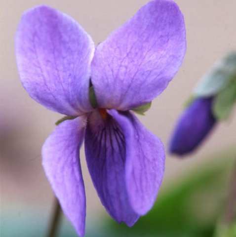 odorata Native Violet Seed