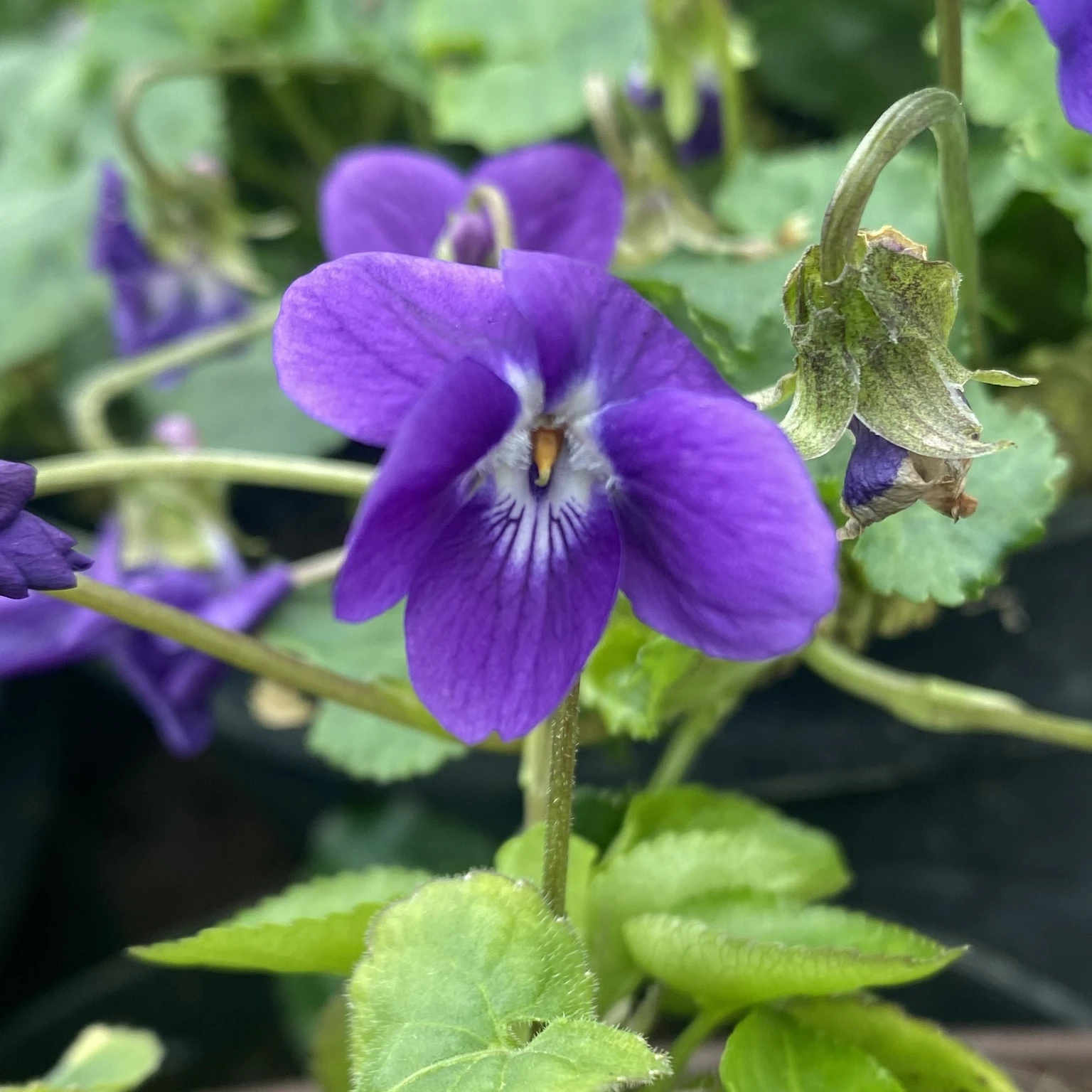 Viola odorata Quasar - Groves Nurseries & Garden Centre