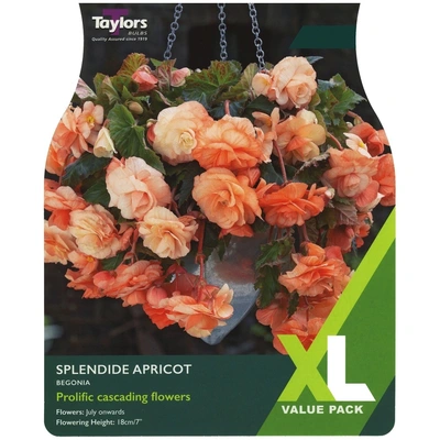 Taylors XL Value Begonia Splendide Apricot